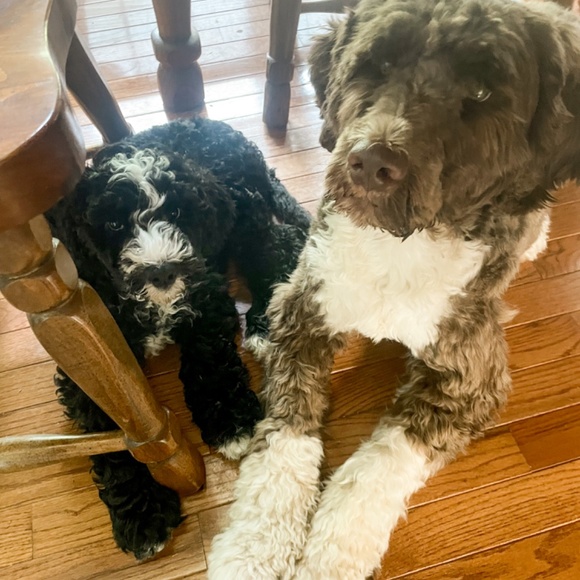 Meet your Posher, Claire - Picture 3 of 3